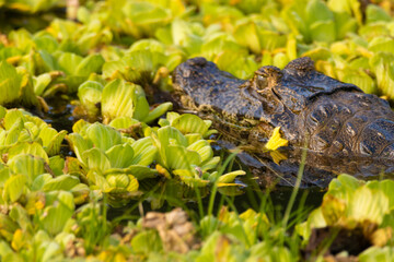 alligator in the swamp