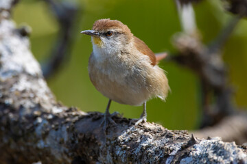 robin on a branch