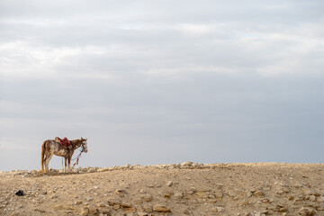 Arabic Horse on the Desert