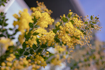 Yellow flowers on the branches of the silver wattle, blue wattle or mimosa Acacia dealbata tree with blue sky on the back in Yoyogi park, Tokyo, Japan