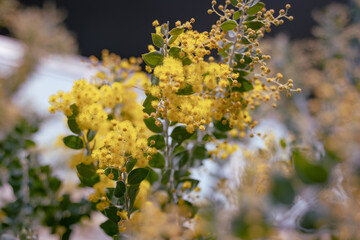 Yellow flowers on the branches of the silver wattle, blue wattle or mimosa Acacia dealbata tree with blue sky on the back in Yoyogi park, Tokyo, Japan