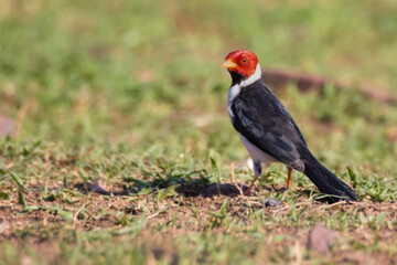 red head bird