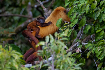 Obraz premium Bugio Monkey