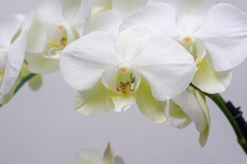Fototapeta na wymiar Close up of an ornamental orchid