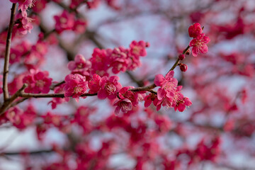 Dark Pink Plum flowers blooming under the early spring sun light. Close up macro photograph. focus on the flowers
