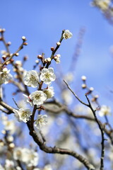 日本の春に満開の梅