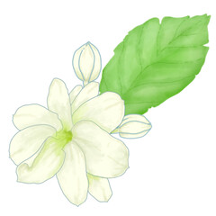 Jasmin flower