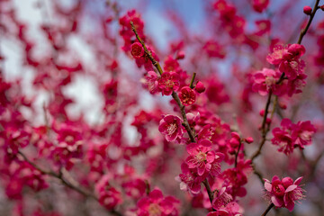 Dark Pink Plum flowers blooming under the early spring sun light. Close up macro photograph. focus on the flowers