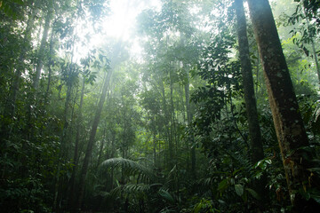 sunlight in the Amazon forest