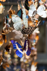 butterfly specimen © THINK b
