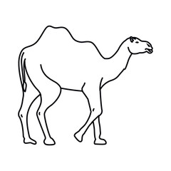 camel desert wild animal