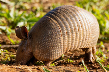 armadillo in brazilian cerrado