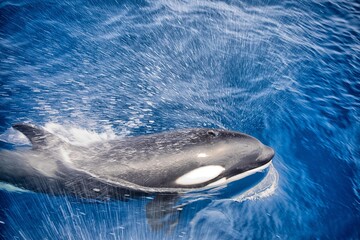 Orca's - Bremer Bay Western Australia © Yves