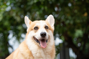 close up corgi dog in summer sunny day