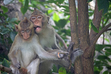 Fototapeta premium 可愛いサル 