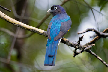 Amazon trogon