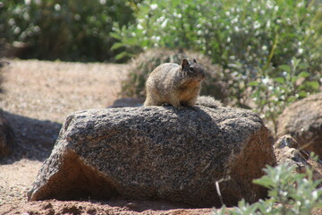 squirrel on the ground