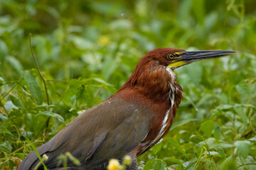 Rufescent Tiger-Heron