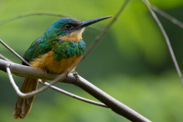 Rufous-tailed Jacamar