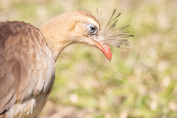 Red-legged Seriema