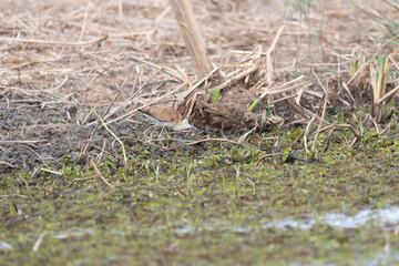 African jacana