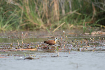African jacana