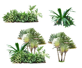 Fototapeta na wymiar A traveler's palm bush shrub tropical isolated on a white background,a banana plant as an ornamental plant in the garden.