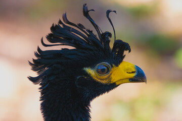 Bare-faced Curassow