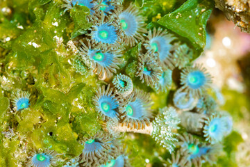 Anthozoa,  © Ubirajara Oliveira