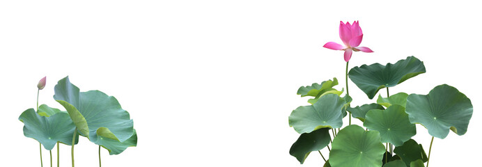 isolated waterlily or lotus plants, bush, flower and leaves with clipping paths.
