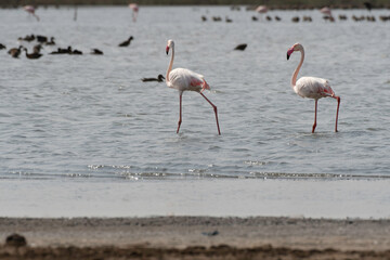 Two greater flamingos