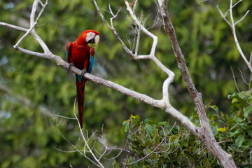 red and green macaw