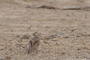 Crested lark