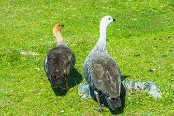 View of a couple of Ashy-headed gooses in the Coastal Path at Tierra del Fuego National Park - Ushuaia, Argentina