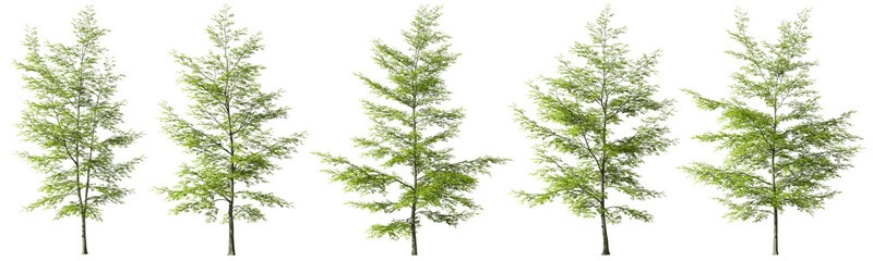 Cut out forestry trees shapes for landscape on transparent background illustration 3d png