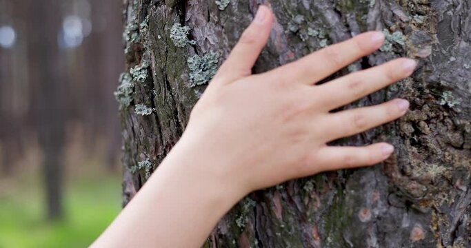Woman hand touching a bark of a tree trunk in the forest, slow motion video.  Love and caring of nature and environment