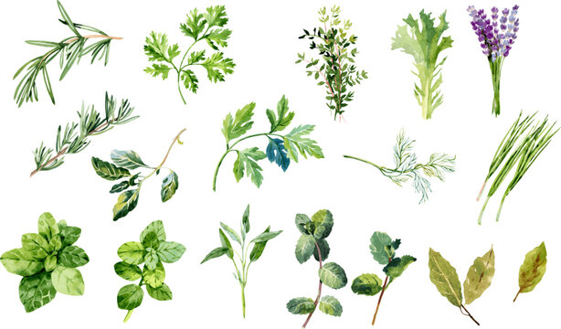 Herbs clipart collection. Vector illustration. green garden