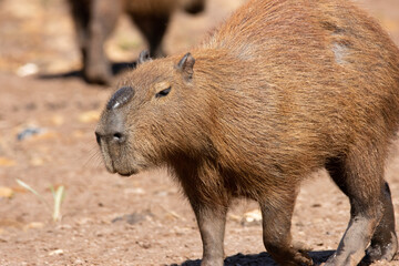 capybara
