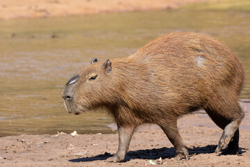 capybara