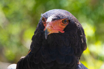 african eagle