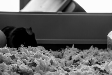 Selective focus on shredded paper bedding in a small animal cage. 