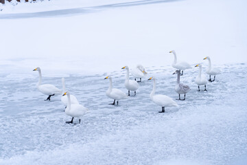 凍った川の上を歩く白鳥