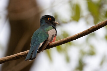 Trogon of amazon