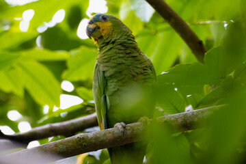 parrot on a branch
