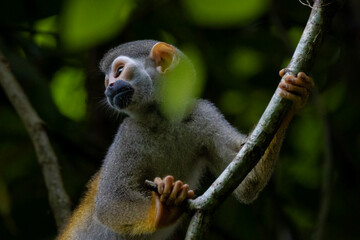 squirrel monkey in Amazon forest