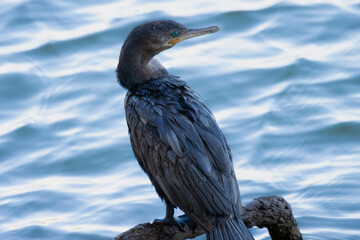 Capped Heron