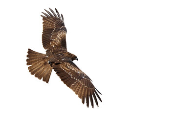 Bird of prey Black kite (Milvus migrans) flying on transparent background png file
