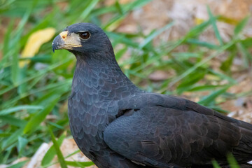 Black eagle
