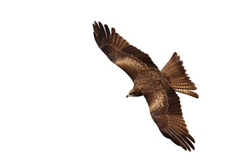 Bird of prey Black kite (Milvus migrans) flying on transparent background png file