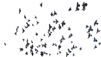 Fototapeta na wymiar birds many flying on the sky